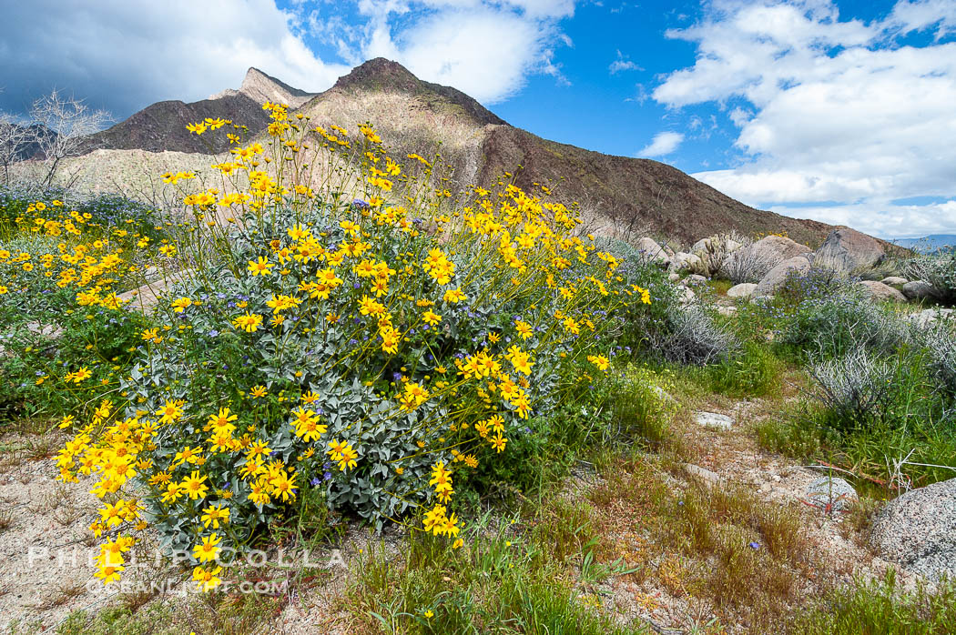 Brittlebush blooming in spring, Palm Canyon. Anza-Borrego Desert State Park, Borrego Springs, California, USA, Encelia farinosa, natural history stock photograph, photo id 10538