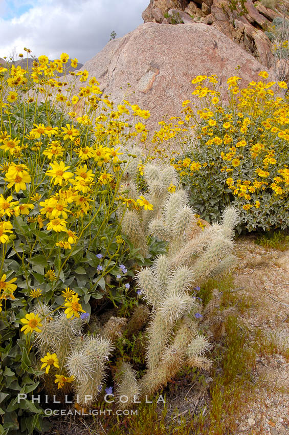 Brittlebush blooming in spring surrounds a cholla cactus, Palm Canyon. Anza-Borrego Desert State Park, Borrego Springs, California, USA, Encelia farinosa, Opuntia, natural history stock photograph, photo id 10536