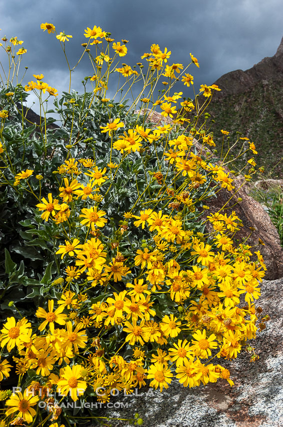 Brittlebush blooming in spring, Palm Canyon. Anza-Borrego Desert State Park, Borrego Springs, California, USA, Encelia farinosa, natural history stock photograph, photo id 10540
