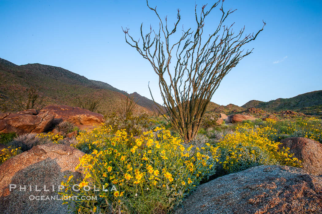 Brittlebush, ocotillo and various cacti and wildflowers color the sides of Glorietta Canyon.  Heavy winter rains led to a historic springtime bloom in 2005, carpeting the entire desert in vegetation and color for months. Anza-Borrego Desert State Park, Borrego Springs, California, USA, Encelia farinosa, Fouquieria splendens, natural history stock photograph, photo id 10892