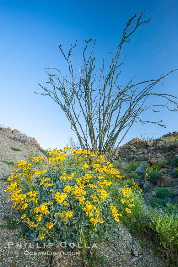 Brittlebush, ocotillo and various cacti and wildflowers color the sides of Glorietta Canyon.  Heavy winter rains led to a historic springtime bloom in 2005, carpeting the entire desert in vegetation and color for months. Anza-Borrego Desert State Park, Borrego Springs, California, USA, Encelia farinosa, Fouquieria splendens, natural history stock photograph, photo id 10896