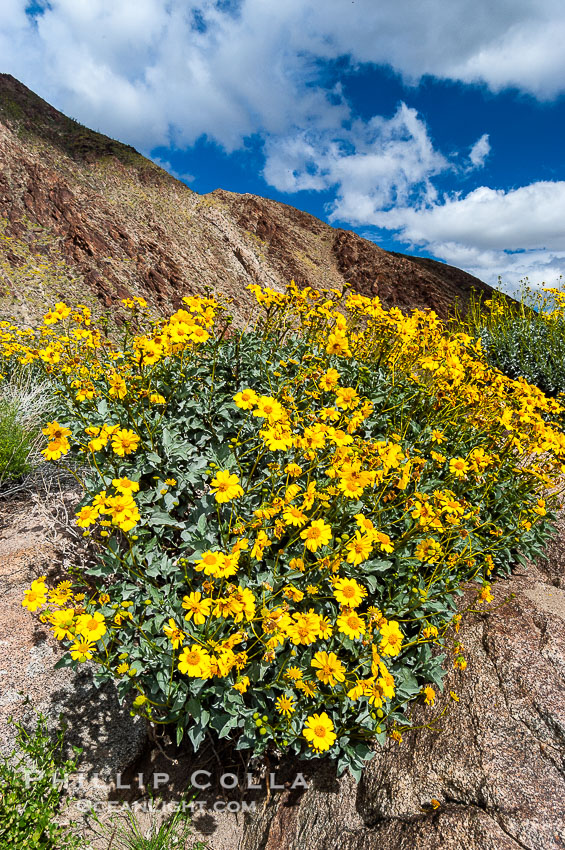 Brittlebush blooming in spring, Palm Canyon. Anza-Borrego Desert State Park, Borrego Springs, California, USA, Encelia farinosa, natural history stock photograph, photo id 10539