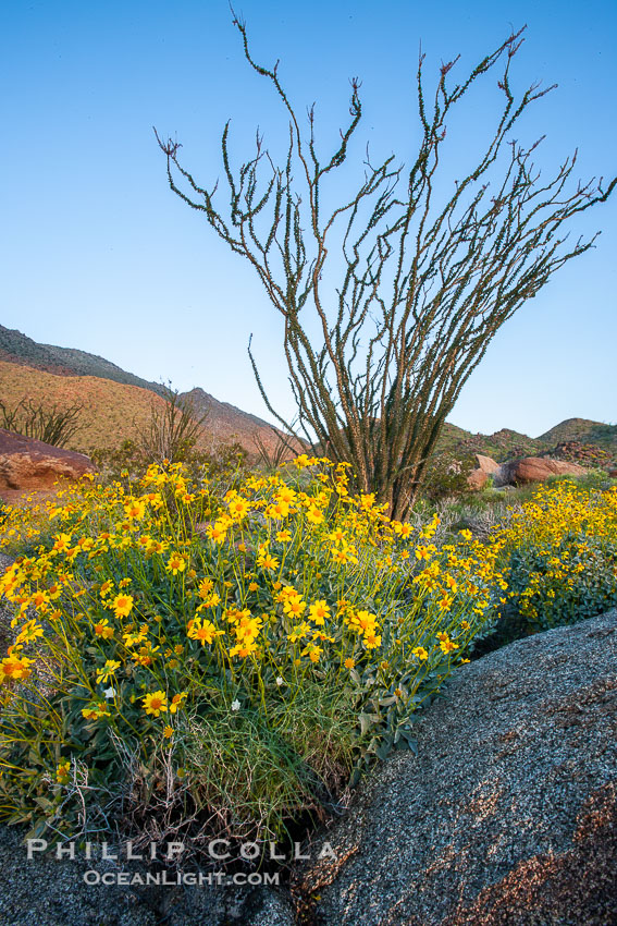 Brittlebush, ocotillo and various cacti and wildflowers color the sides of Glorietta Canyon.  Heavy winter rains led to a historic springtime bloom in 2005, carpeting the entire desert in thick vegetation and spectacular color for months. Anza-Borrego Desert State Park, Borrego Springs, California, USA, Encelia farinosa, Fouquieria splendens, natural history stock photograph, photo id 10891