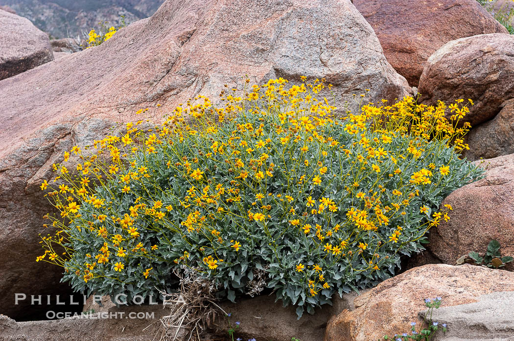 Brittlebush blooming in spring, Palm Canyon. Anza-Borrego Desert State Park, Borrego Springs, California, USA, Encelia farinosa, natural history stock photograph, photo id 10537