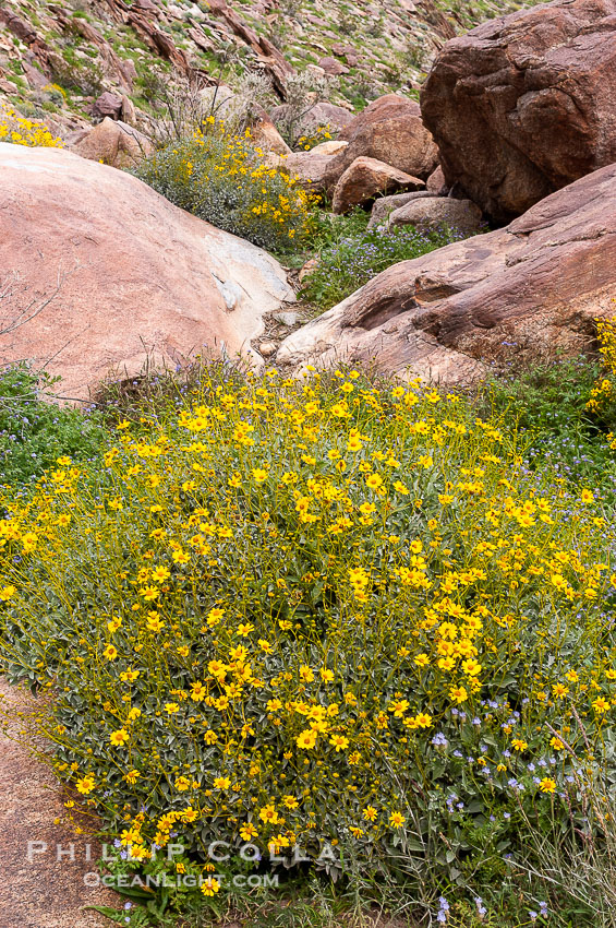 Brittlebush blooming in spring, Palm Canyon. Anza-Borrego Desert State Park, Borrego Springs, California, USA, Encelia farinosa, natural history stock photograph, photo id 10541