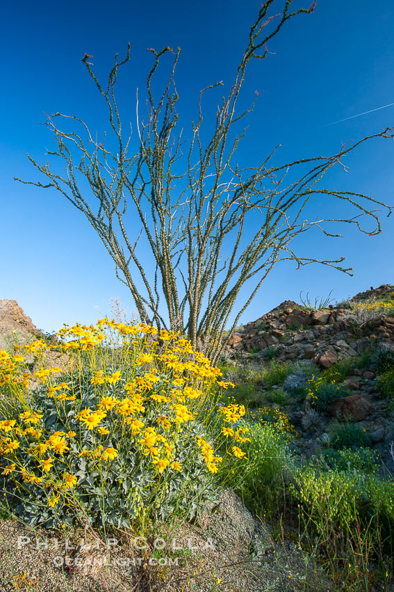 Brittlebush, ocotillo and various cacti and wildflowers color the sides of Glorietta Canyon.  Heavy winter rains led to a historic springtime bloom in 2005, carpeting the entire desert in vegetation and color for months. Anza-Borrego Desert State Park, Borrego Springs, California, USA, Encelia farinosa, Fouquieria splendens, natural history stock photograph, photo id 10897