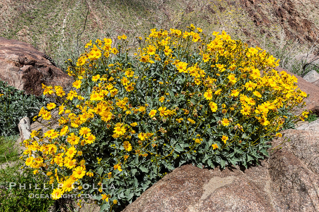 Brittlebush blooming in spring, Palm Canyon. Anza-Borrego Desert State Park, Borrego Springs, California, USA, Encelia farinosa, natural history stock photograph, photo id 10533