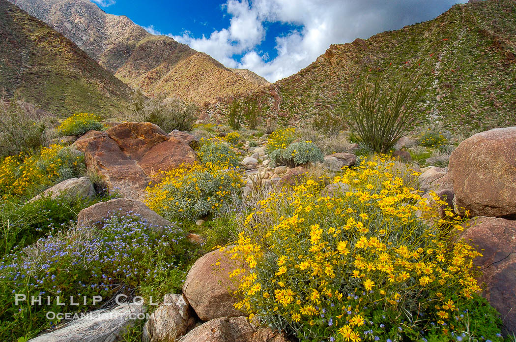 Brittlebush (yellow) and wild heliotrope (blue) bloom in spring, Palm Canyon., Encelia farinosa, Phacelia distans, natural history stock photograph, photo id 10466