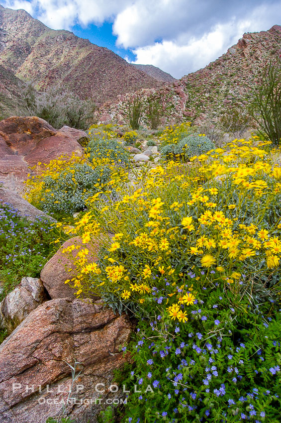 Brittlebush (yellow) and wild heliotrope (blue) bloom in spring, Palm Canyon. Anza-Borrego Desert State Park, Borrego Springs, California, USA, Encelia farinosa, Phacelia distans, natural history stock photograph, photo id 10474