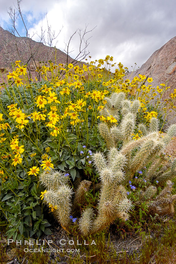 Brittlebush blooming in spring surrounds a cholla cactus, Palm Canyon. Anza-Borrego Desert State Park, Borrego Springs, California, USA, Encelia farinosa, Opuntia, natural history stock photograph, photo id 10472