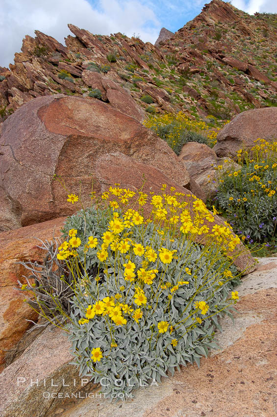 Brittlebush blooming in spring, Palm Canyon. Anza-Borrego Desert State Park, Borrego Springs, California, USA, Encelia farinosa, natural history stock photograph, photo id 10532
