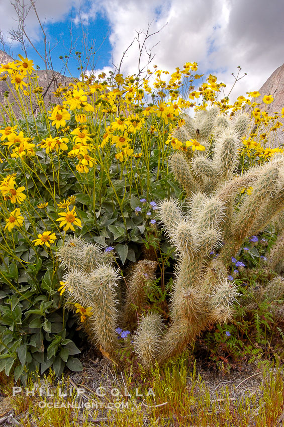 Brittlebush blooming in spring surrounds a cholla cactus, Palm Canyon. Anza-Borrego Desert State Park, Borrego Springs, California, USA, Encelia farinosa, Opuntia, natural history stock photograph, photo id 10461