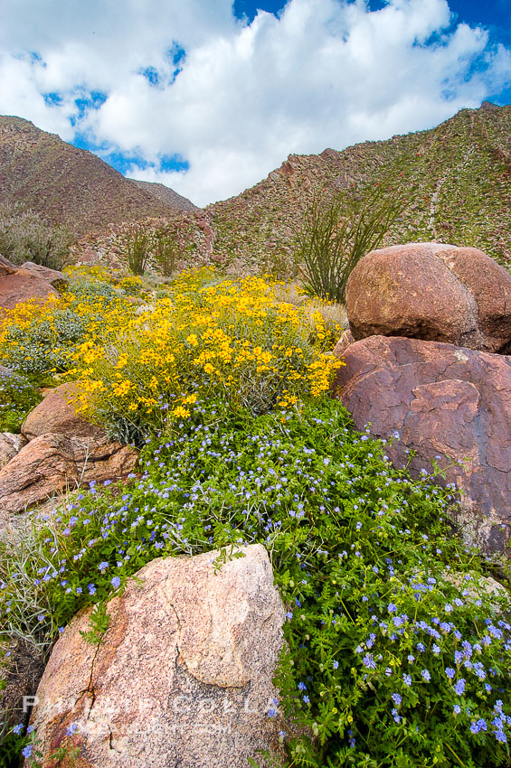 Brittlebush (yellow) and wild heliotrope (blue) bloom in spring, Palm Canyon. Anza-Borrego Desert State Park, Borrego Springs, California, USA, Encelia farinosa, Phacelia distans, natural history stock photograph, photo id 10465