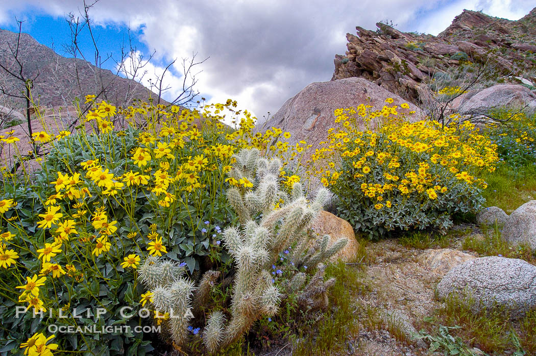 Brittlebush blooming in spring surrounds a cholla cactus, Palm Canyon. Anza-Borrego Desert State Park, Borrego Springs, California, USA, Encelia farinosa, Opuntia, natural history stock photograph, photo id 10473