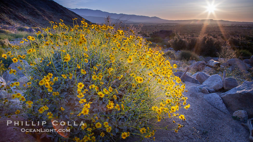 Brittlebush at sunrise, dawn, springtime bloom, Palm Canyon, Anza Borrego Desert State Park. Anza-Borrego Desert State Park, Borrego Springs, California, USA, Encelia farinosa, natural history stock photograph, photo id 24313