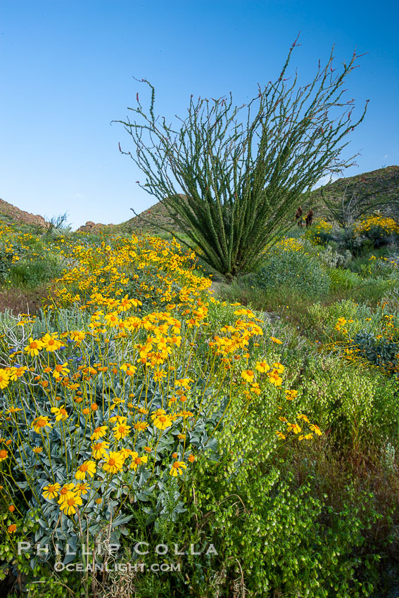 Brittlebush, ocotillo and various cacti and wildflowers color the sides of Glorietta Canyon.  Heavy winter rains led to a historic springtime bloom in 2005, carpeting the entire desert in vegetation and color for months. Anza-Borrego Desert State Park, Borrego Springs, California, USA, Encelia farinosa, Fouquieria splendens, natural history stock photograph, photo id 10898