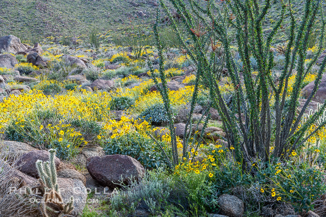 Brittlebush, ocotillo and various cacti and wildflowers color the sides of Glorietta Canyon.  Heavy winter rains led to a historic springtime bloom in 2005, carpeting the entire desert in vegetation and color for months. Anza-Borrego Desert State Park, Borrego Springs, California, USA, Encelia farinosa, Fouquieria splendens, natural history stock photograph, photo id 10910