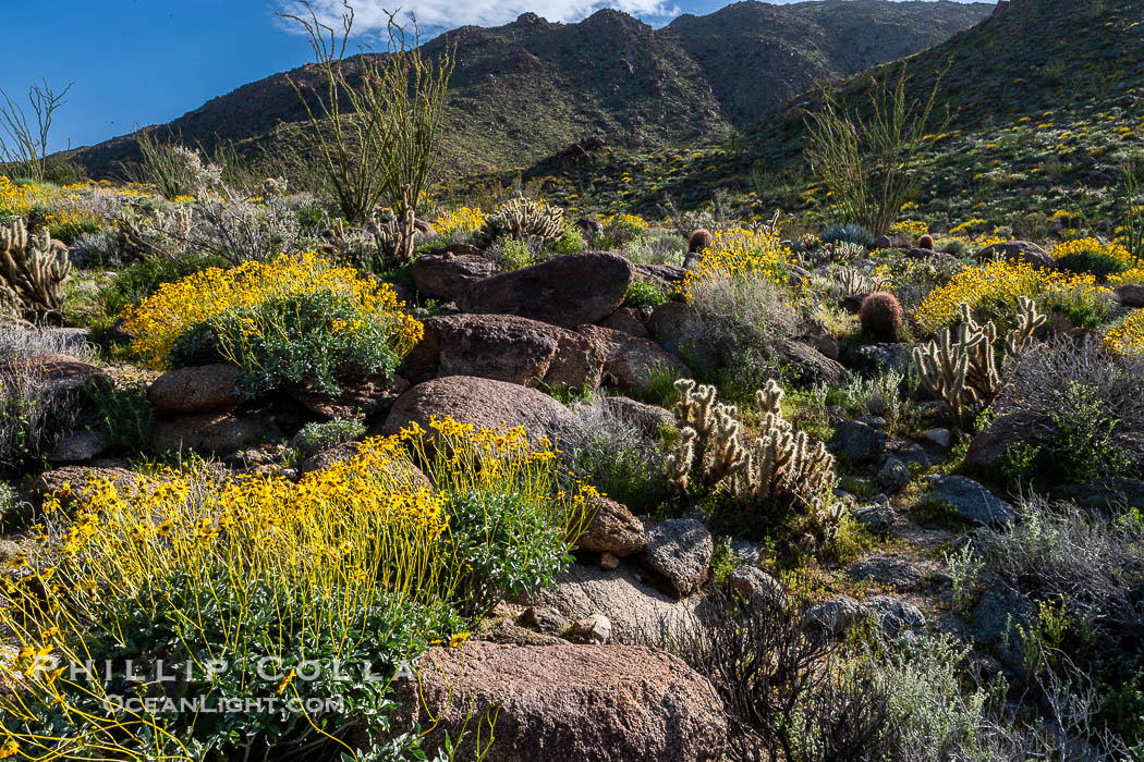 Brittlebush and various cacti and wildflowers color the sides of Glorietta Canyon.  Heavy winter rains led to a historic springtime bloom in 2005, carpeting the entire desert in vegetation and color for months. Anza-Borrego Desert State Park, Borrego Springs, California, USA, Encelia farinosa, natural history stock photograph, photo id 10914