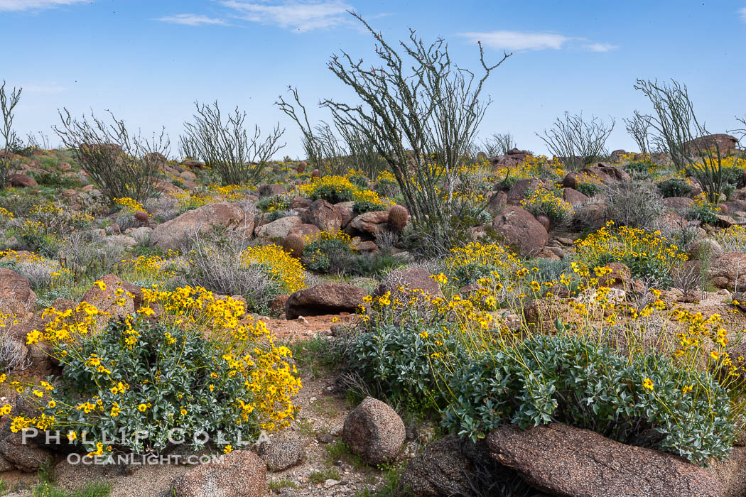 Brittlebush, ocotillo and various cacti and wildflowers color the sides of Glorietta Canyon.  Heavy winter rains led to a historic springtime bloom in 2005, carpeting the entire desert in vegetation and color for months. Anza-Borrego Desert State Park, Borrego Springs, California, USA, Encelia farinosa, Fouquieria splendens, natural history stock photograph, photo id 10908