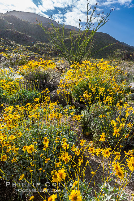 Brittlebush and various cacti and wildflowers color the sides of Glorietta Canyon.  Heavy winter rains led to a historic springtime bloom in 2005, carpeting the entire desert in vegetation and color for months. Anza-Borrego Desert State Park, Borrego Springs, California, USA, Encelia farinosa, natural history stock photograph, photo id 10912
