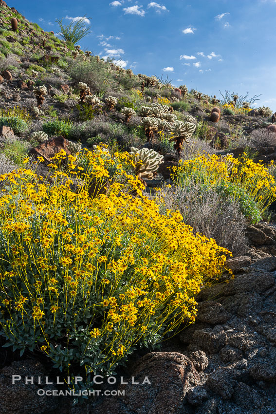 Brittlebush and various cacti and wildflowers color the sides of Glorietta Canyon.  Heavy winter rains led to a historic springtime bloom in 2005, carpeting the entire desert in vegetation and color for months. Anza-Borrego Desert State Park, Borrego Springs, California, USA, Encelia farinosa, natural history stock photograph, photo id 10903
