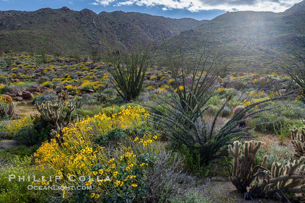 Brittlebush, ocotillo and various cacti and wildflowers color the sides of Glorietta Canyon.  Heavy winter rains led to a historic springtime bloom in 2005, carpeting the entire desert in vegetation and color for months. Anza-Borrego Desert State Park, Borrego Springs, California, USA, Encelia farinosa, Fouquieria splendens, natural history stock photograph, photo id 10907