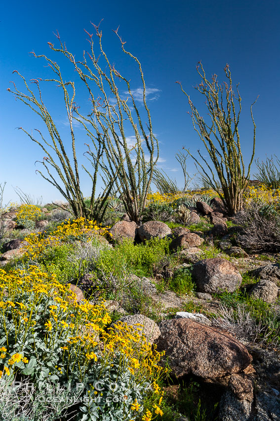Brittlebush, ocotillo and various cacti and wildflowers color the sides of Glorietta Canyon.  Heavy winter rains led to a historic springtime bloom in 2005, carpeting the entire desert in vegetation and color for months. Anza-Borrego Desert State Park, Borrego Springs, California, USA, Encelia farinosa, Fouquieria splendens, natural history stock photograph, photo id 10915