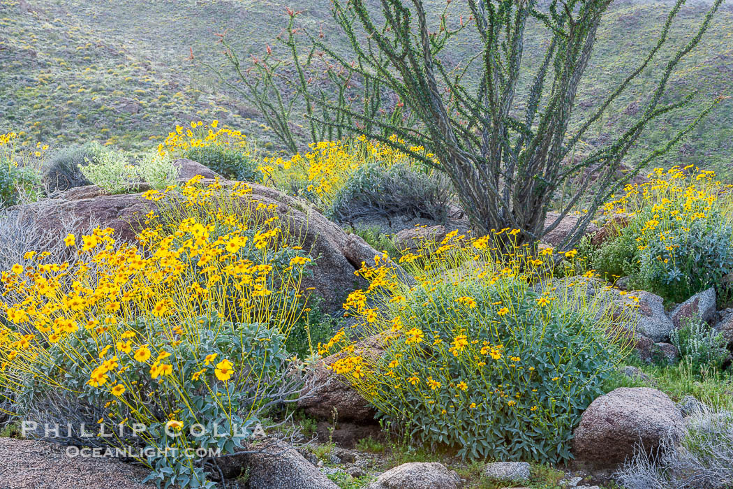 Brittlebush, ocotillo and various cacti and wildflowers color the sides of Glorietta Canyon.  Heavy winter rains led to a historic springtime bloom in 2005, carpeting the entire desert in vegetation and color for months. Anza-Borrego Desert State Park, Borrego Springs, California, USA, Encelia farinosa, Fouquieria splendens, natural history stock photograph, photo id 10909