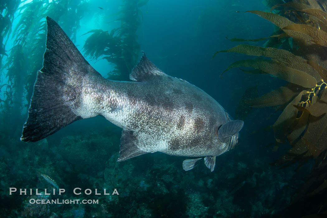 Broad Tail of a Black Sea Bass in the California Kelp Forest showing distinctive unique black spots that allow researchers to identify individual giant sea bass. Catalina Island, USA, Stereolepis gigas, natural history stock photograph, photo id 39438