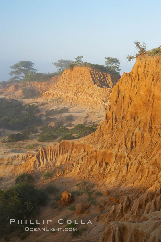 Broken Hill is an ancient, compacted sand dune that was uplifted to its present location and is now eroding. Torrey Pines State Reserve, San Diego, California, USA, natural history stock photograph, photo id 12016