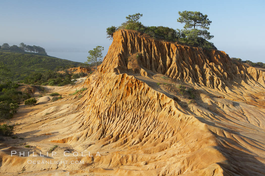 Broken Hill is an ancient, compacted sand dune that was uplifted to its present location and is now eroding. Torrey Pines State Reserve, San Diego, California, USA, natural history stock photograph, photo id 12020