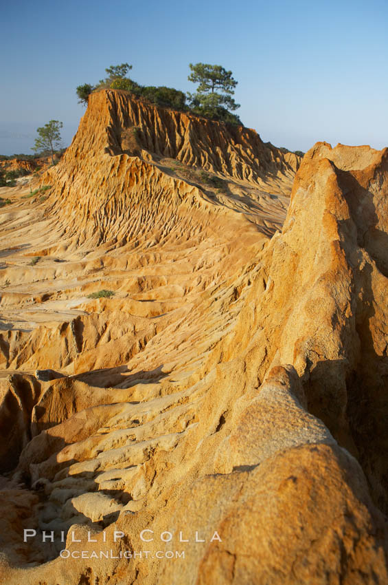 Broken Hill is an ancient, compacted sand dune that was uplifted to its present location and is now eroding. Torrey Pines State Reserve, San Diego, California, USA, natural history stock photograph, photo id 12024