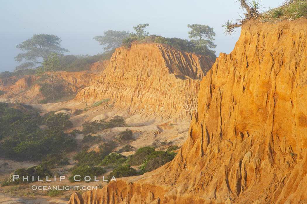 Broken Hill is an ancient, compacted sand dune that was uplifted to its present location and is now eroding. Torrey Pines State Reserve, San Diego, California, USA, natural history stock photograph, photo id 12028