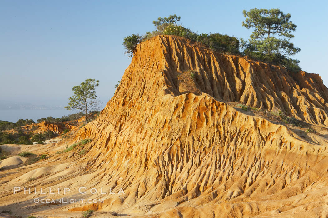Broken Hill is an ancient, compacted sand dune that was uplifted to its present location and is now eroding. Torrey Pines State Reserve, San Diego, California, USA, natural history stock photograph, photo id 12017