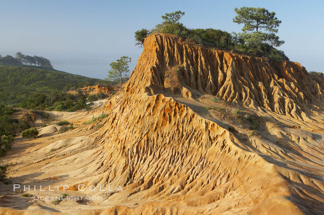 Broken Hill is an ancient, compacted sand dune that was uplifted to its present location and is now eroding. Torrey Pines State Reserve, San Diego, California, USA, natural history stock photograph, photo id 12025