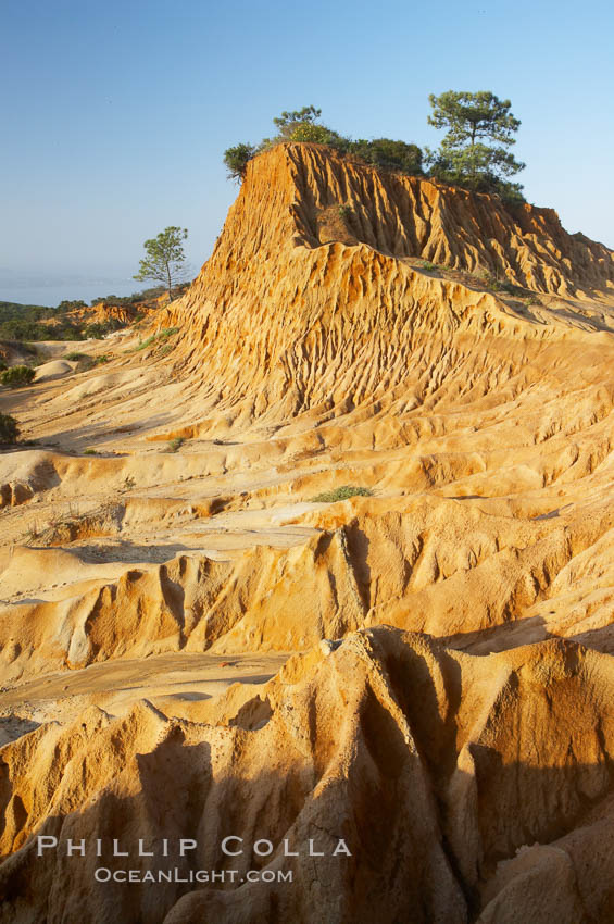 Broken Hill is an ancient, compacted sand dune that was uplifted to its present location and is now eroding. Torrey Pines State Reserve, San Diego, California, USA, natural history stock photograph, photo id 12033