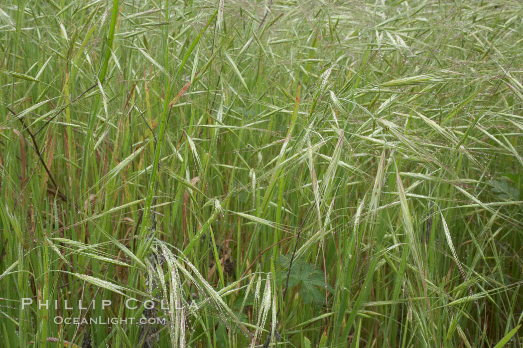 Ripgut brome. San Elijo Lagoon, Encinitas, California, USA, Bromus diandrus, natural history stock photograph, photo id 11446