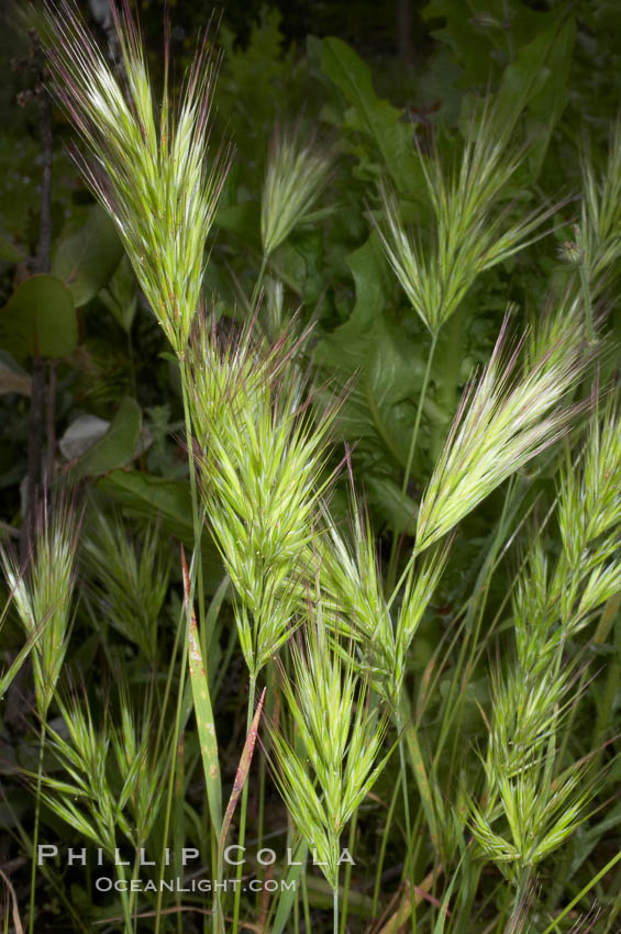 Foxtail brome. San Elijo Lagoon, Encinitas, California, USA, Bromus madritensis rubens, natural history stock photograph, photo id 11388