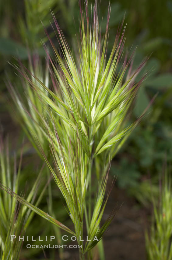 Foxtail brome. San Elijo Lagoon, Encinitas, California, USA, Bromus madritensis rubens, natural history stock photograph, photo id 11385