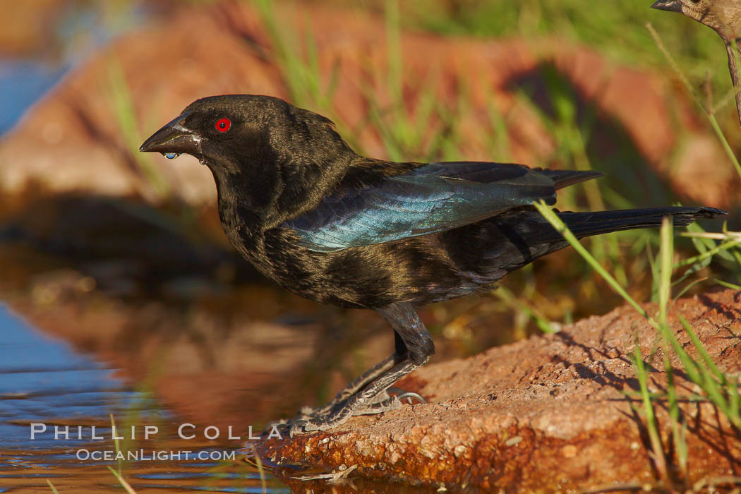 Bronzed cowbird, breeding male with red eye. Amado, Arizona, USA, Molothrus aeneus, natural history stock photograph, photo id 22930