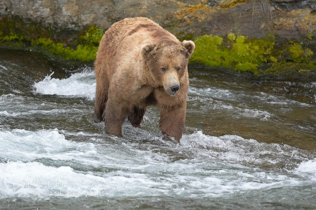 Brown bear (grizzly bear). Brooks River, Katmai National Park, Alaska, USA, Ursus arctos, natural history stock photograph, photo id 17206