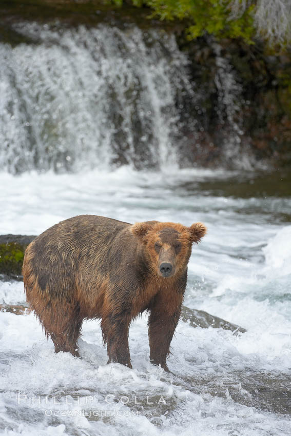 Brown bear (grizzly bear). Brooks River, Katmai National Park, Alaska, USA, Ursus arctos, natural history stock photograph, photo id 17226