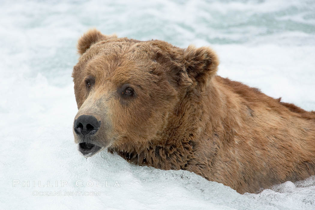 Brown bear (grizzly bear). Brooks River, Katmai National Park, Alaska, USA, Ursus arctos, natural history stock photograph, photo id 17234