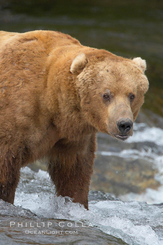 A large, old brown bear (grizzly bear) wades across Brooks River. Coastal and near-coastal brown bears in Alaska can live to 25 years of age, weigh up to 1400 lbs and stand over 9 feet tall. Katmai National Park, USA, Ursus arctos, natural history stock photograph, photo id 17238