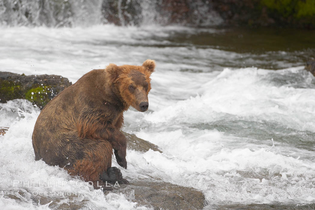 Brown bear (grizzly bear). Brooks River, Katmai National Park, Alaska, USA, Ursus arctos, natural history stock photograph, photo id 17254