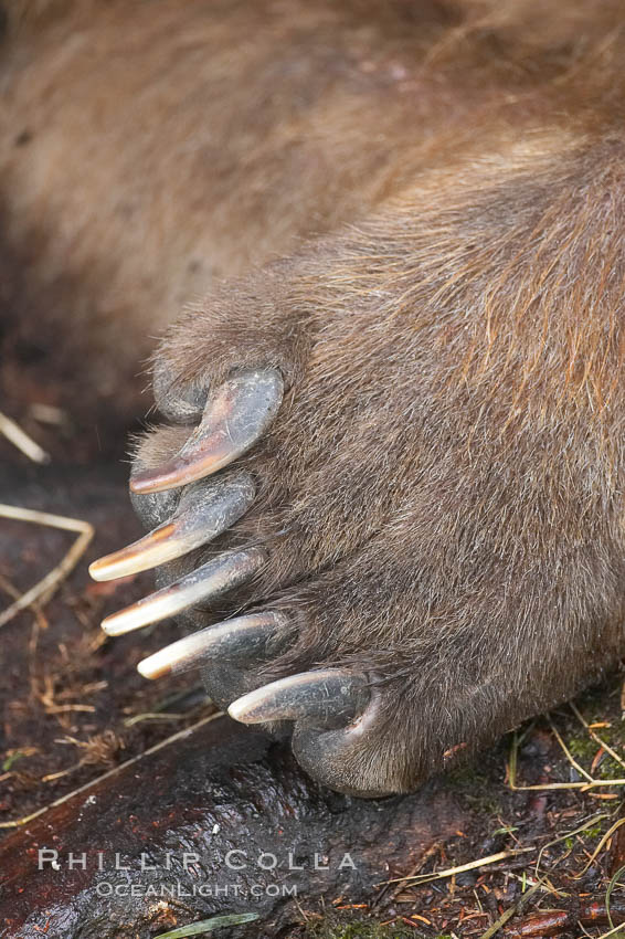 Brown bear paw and claws. Brooks River, Katmai National Park, Alaska, USA, Ursus arctos, natural history stock photograph, photo id 17262