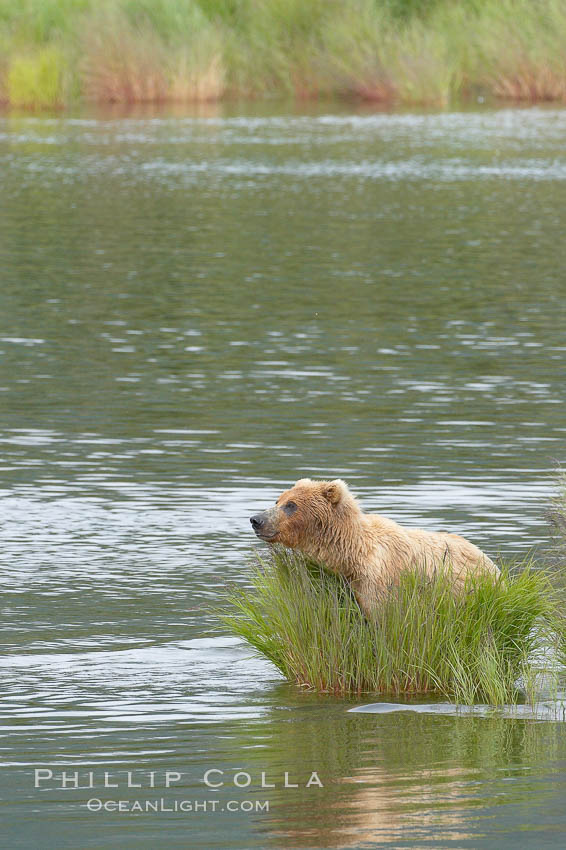 Brown bear (grizzly bear). Brooks River, Katmai National Park, Alaska, USA, Ursus arctos, natural history stock photograph, photo id 17274