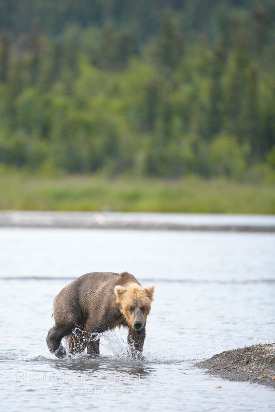 Brown bear walks along the edge of Brooks Lake. Brooks River, Katmai National Park, Alaska, USA, Ursus arctos, natural history stock photograph, photo id 17200