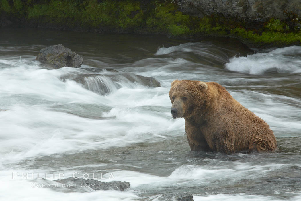 Brown bear (grizzly bear). Brooks River, Katmai National Park, Alaska, USA, Ursus arctos, natural history stock photograph, photo id 17208