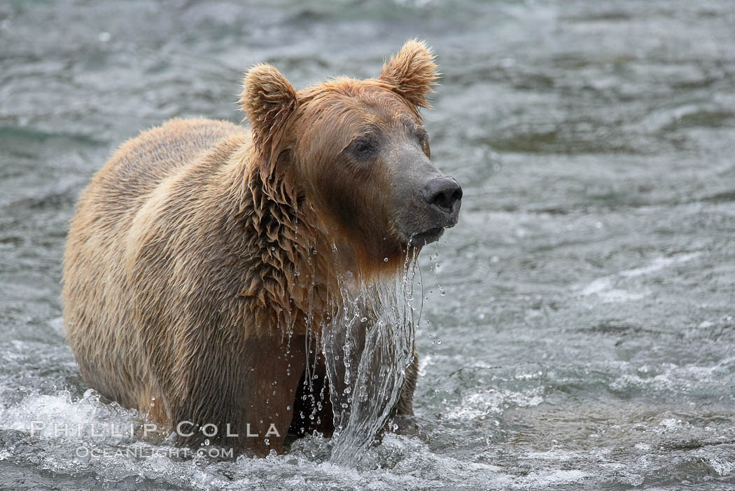 Brown bear (grizzly bear). Brooks River, Katmai National Park, Alaska, USA, Ursus arctos, natural history stock photograph, photo id 17220